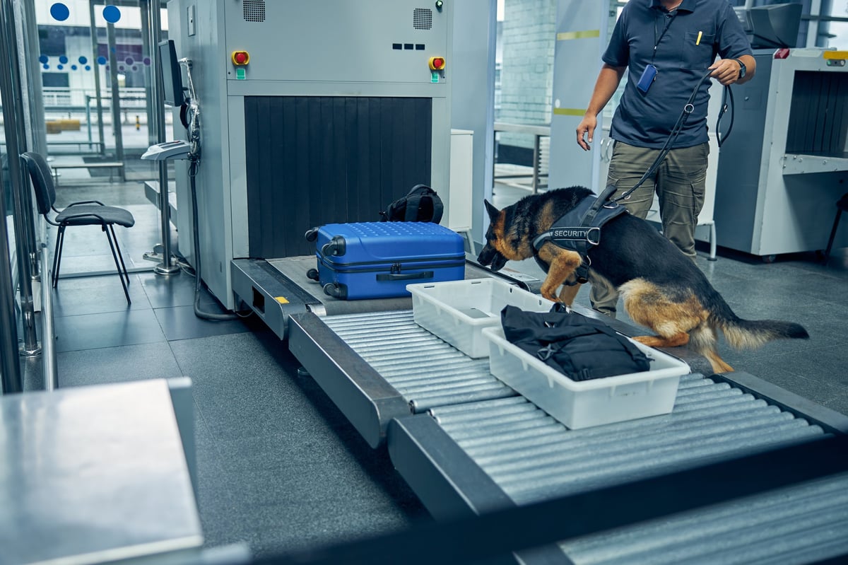 Security worker with detection dog checking luggage