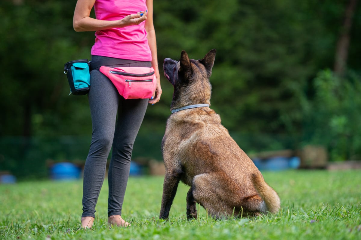 Professional dog trainer with Belgian Malinois