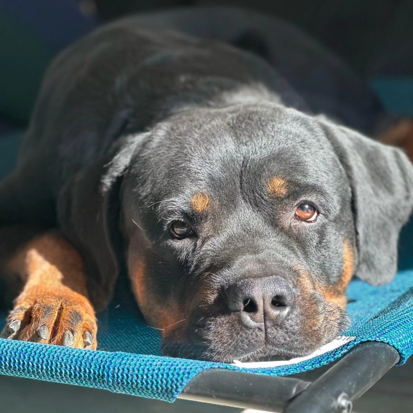 Bear the Rottweiler sitting outdoors — @beartheamericanrottweiler
