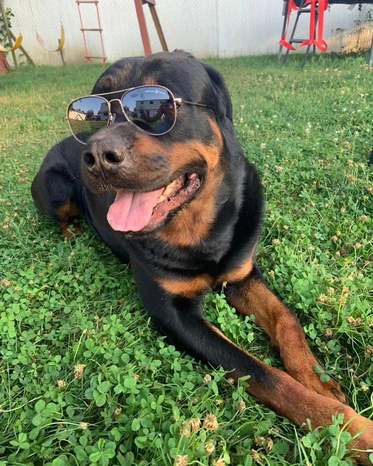 Bear the Rottweiler wearing sunglasses