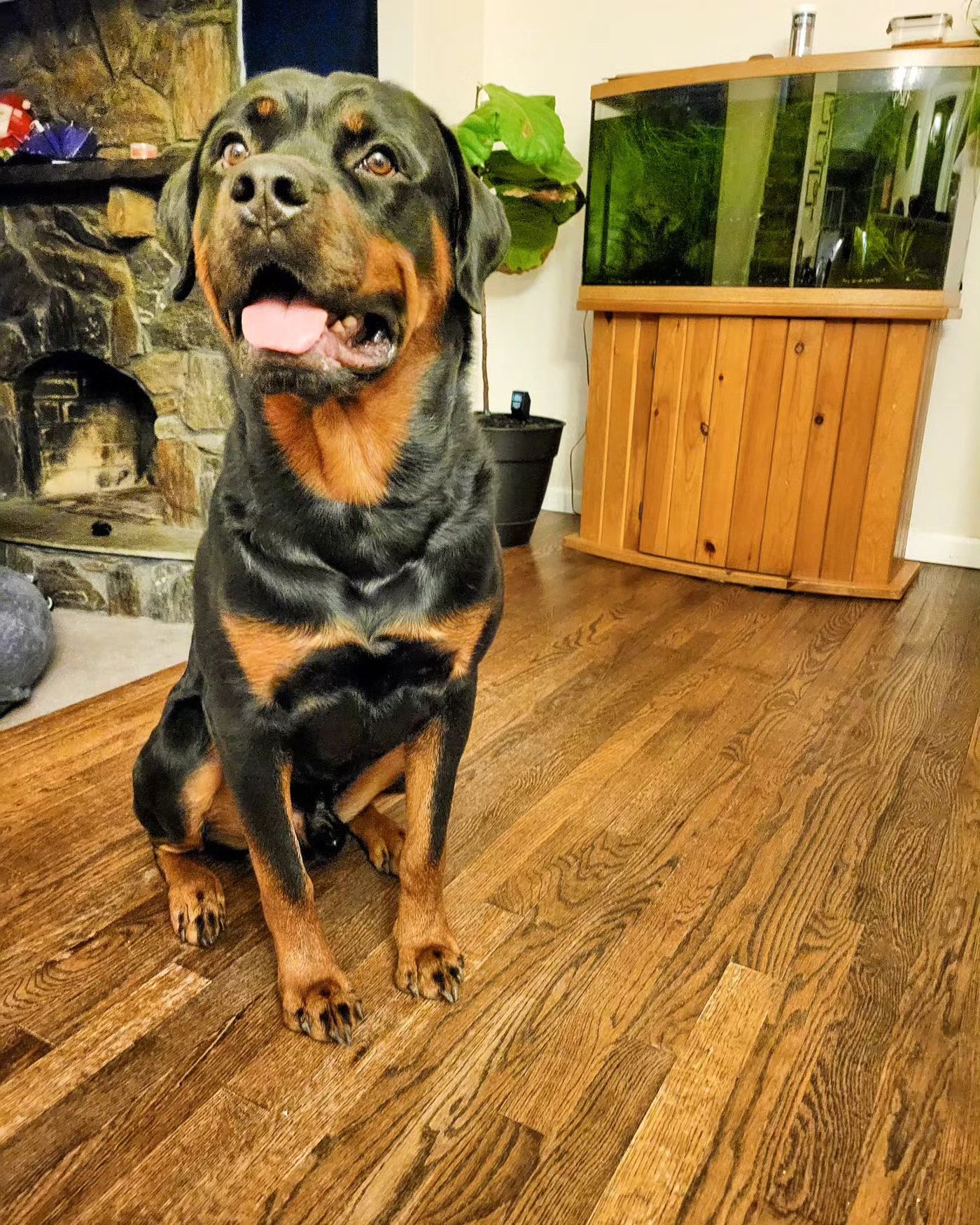 Happy trained Rottweiler sitting calmly indoors — Oversight K9 dog training Suffolk County NY. Click to follow @oversightk9 on Instagram.